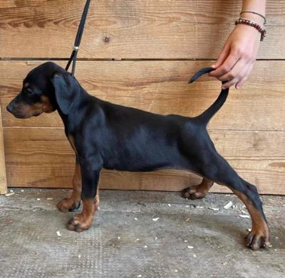 oglasi, Doberman enkice